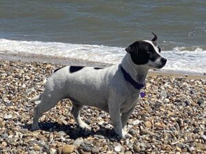 Jack Russell standing looking proudly out along a beach