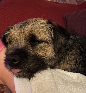 Border Terrier sleeping with it's tongue stuck out