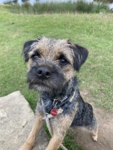 Border Terrier Stood on their back legs